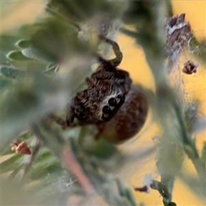 Opisthoncus sp. (genus) at Russell, ACT - 13 Sep 2024