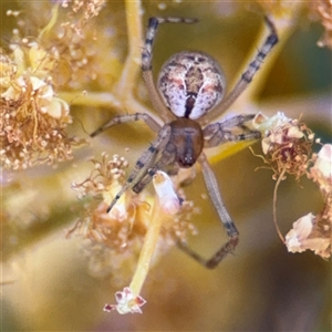 Cryptachaea veruculata at Russell, ACT - 13 Sep 2024