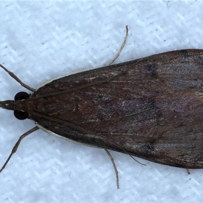 Uresiphita ornithopteralis (Tree Lucerne Moth) at Bulli, NSW - 13 Sep 2024 by jb2602