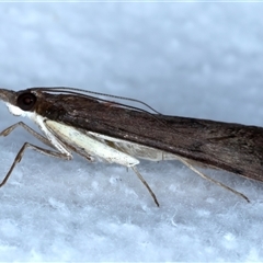 Uresiphita ornithopteralis at Bulli, NSW - 13 Sep 2024