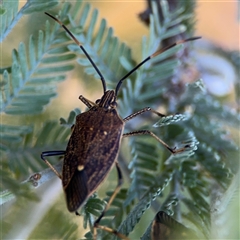 Poecilometis sp. (genus) (A Gum Tree Shield Bug) at Russell, ACT - 13 Sep 2024 by Hejor1