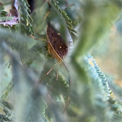 Poecilometis sp. (genus) at Russell, ACT - 13 Sep 2024