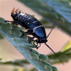 Ellipsidion australe at Russell, ACT - 13 Sep 2024