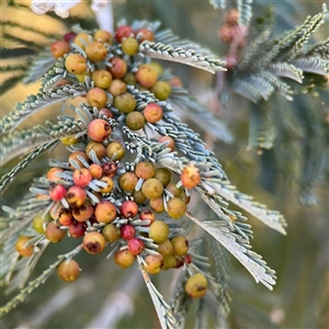 Austroacacidiplosis botrycephalae at Russell, ACT - 13 Sep 2024