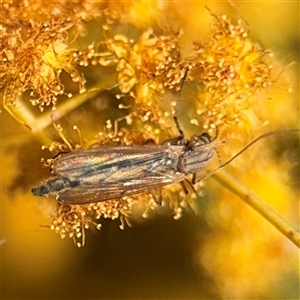 Chironomidae (family) at Russell, ACT - 13 Sep 2024 04:03 PM