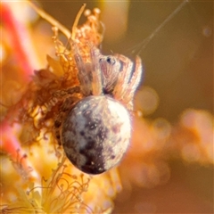 Salsa fuliginata (Sooty Orb-weaver) at Russell, ACT - 13 Sep 2024 by Hejor1