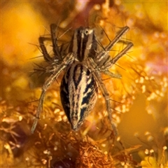 Oxyopes sp. (genus) (Lynx spider) at Russell, ACT - 13 Sep 2024 by Hejor1