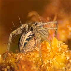 Oxyopes sp. (genus) at Russell, ACT - 13 Sep 2024