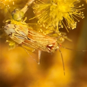 Miridae (family) at Russell, ACT - 13 Sep 2024