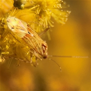 Miridae (family) at Russell, ACT - 13 Sep 2024