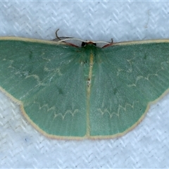 Chlorocoma dichloraria (Guenee's or Double-fringed Emerald) at Bulli, NSW - 13 Sep 2024 by jb2602