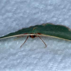 Chlorocoma dichloraria at Bulli, NSW - 13 Sep 2024