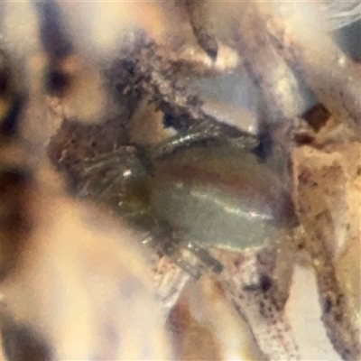 Araneae (order) (Unidentified spider) at Russell, ACT - 13 Sep 2024 by Hejor1
