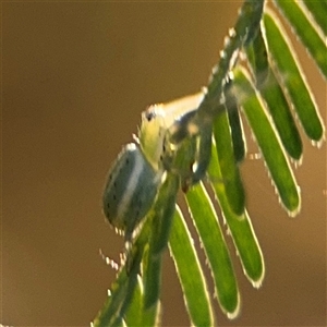 Lehtinelagia sp. (genus) at Russell, ACT - 13 Sep 2024