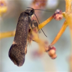 Leistomorpha brontoscopa (A concealer moth) at Russell, ACT - 13 Sep 2024 by Hejor1