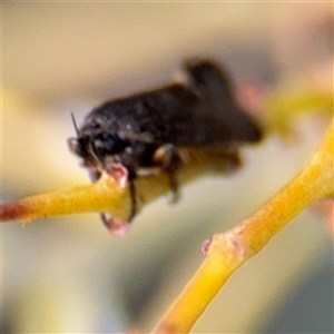 Leistomorpha brontoscopa at Russell, ACT - 13 Sep 2024