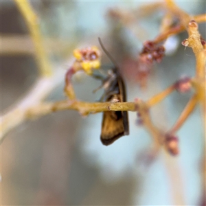 Leistomorpha brontoscopa at Russell, ACT - 13 Sep 2024