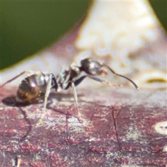 Dolichoderinae (subfamily) at Nicholls, ACT - 14 Sep 2024 by Hejor1