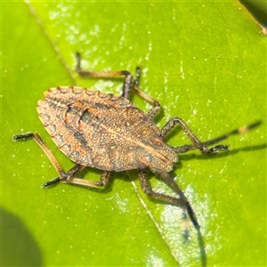 Omyta centrolineata at Nicholls, ACT - 14 Sep 2024