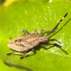 Omyta centrolineata at Nicholls, ACT - 14 Sep 2024