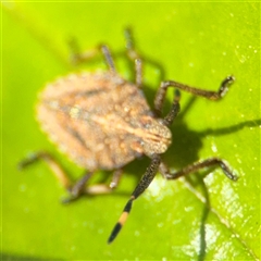 Omyta centrolineata at Nicholls, ACT - 14 Sep 2024