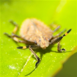 Omyta centrolineata at Nicholls, ACT - 14 Sep 2024