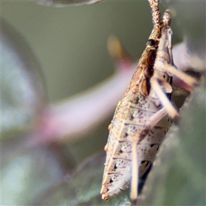 Omyta centrolineata at Nicholls, ACT - 14 Sep 2024