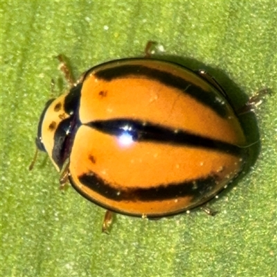 Micraspis frenata (Striped Ladybird) at Nicholls, ACT - 14 Sep 2024 by Hejor1