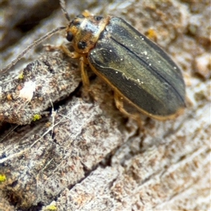 Xanthogaleruca luteola at Nicholls, ACT - 14 Sep 2024