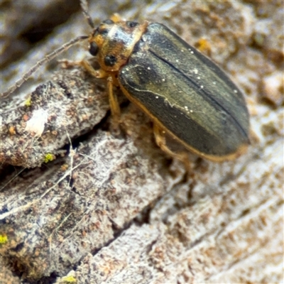 Xanthogaleruca luteola (Elm leaf beetle) at Nicholls, ACT - 14 Sep 2024 by Hejor1