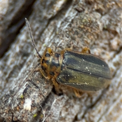 Xanthogaleruca luteola at Nicholls, ACT - 14 Sep 2024