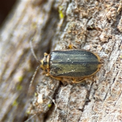 Xanthogaleruca luteola at Nicholls, ACT - 14 Sep 2024