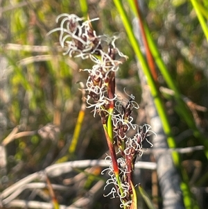 Machaerina rubiginosa at Tianjara, NSW - 13 Sep 2024