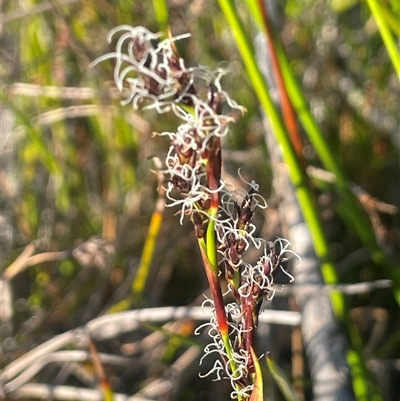 Baumea rubiginosa (Soft Twig-rush) at Tianjara, NSW - 13 Sep 2024 by JaneR