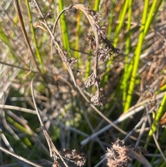 Machaerina rubiginosa at Tianjara, NSW - 13 Sep 2024