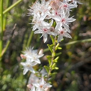 Calytrix tetragona at Tianjara, NSW - 13 Sep 2024