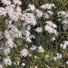 Calytrix tetragona at Tianjara, NSW - 13 Sep 2024