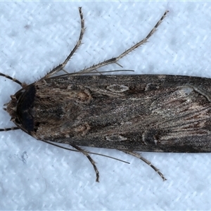 Agrotis munda at Bulli, NSW - 13 Sep 2024