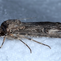 Agrotis munda at Bulli, NSW - 13 Sep 2024