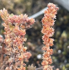 Crassula sieberiana (Austral Stonecrop) at Tianjara, NSW - 13 Sep 2024 by JaneR