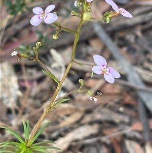 Stylidium laricifolium at Tianjara, NSW - 13 Sep 2024 03:30 PM