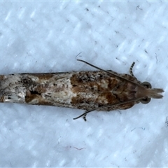 Crocidosema plebejana (Cotton Tipworm Moth) at Bulli, NSW - 13 Sep 2024 by jb2602