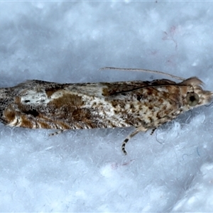 Crocidosema plebejana at Bulli, NSW - 13 Sep 2024