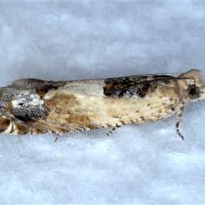 Crocidosema plebejana at Bulli, NSW - 13 Sep 2024