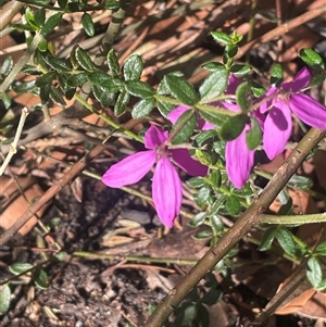 Tetratheca thymifolia at Tianjara, NSW - 13 Sep 2024 03:32 PM