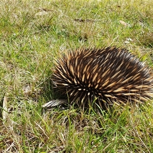 Tachyglossus aculeatus at Penrose, NSW - suppressed