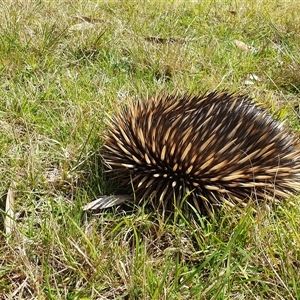 Tachyglossus aculeatus at Penrose, NSW - 14 Sep 2024