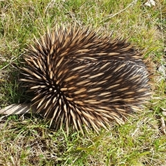 Tachyglossus aculeatus at Penrose, NSW - 14 Sep 2024