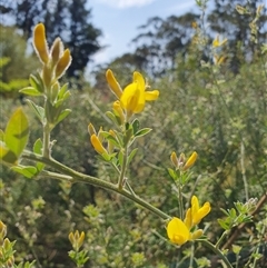 Genista monspessulana (Cape Broom, Montpellier Broom) at Penrose, NSW - 14 Sep 2024 by Aussiegall