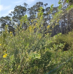 Genista monspessulana at Penrose, NSW - 14 Sep 2024 11:06 AM